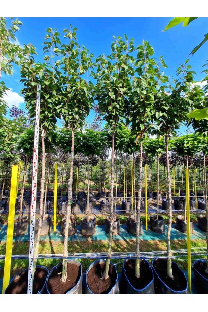 Сакура мелкопильчатая Аманогава - 65л/вис.340-360см/Ø40-50см/ШТАМБ 220-230см/обхват 14-16см